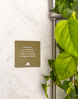 Realign with your inner peace and clear your mind Grounding Shower affirmations