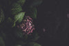 Dark moody photo of a purple flower and green leaves surrounding it