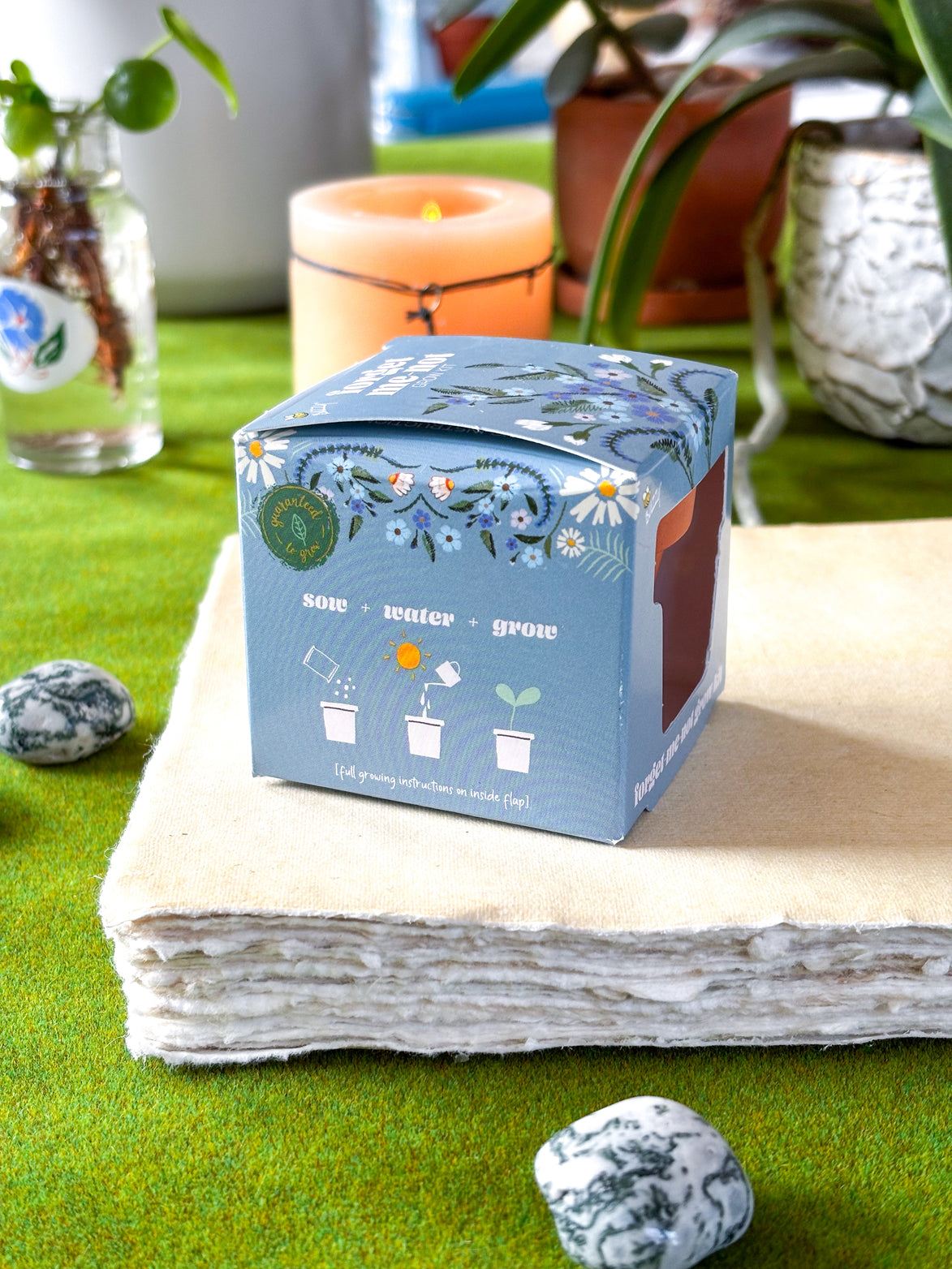 planting forget me not seeds in pots Forget Me Not Mini Grow Kit - Seeds - Gardening