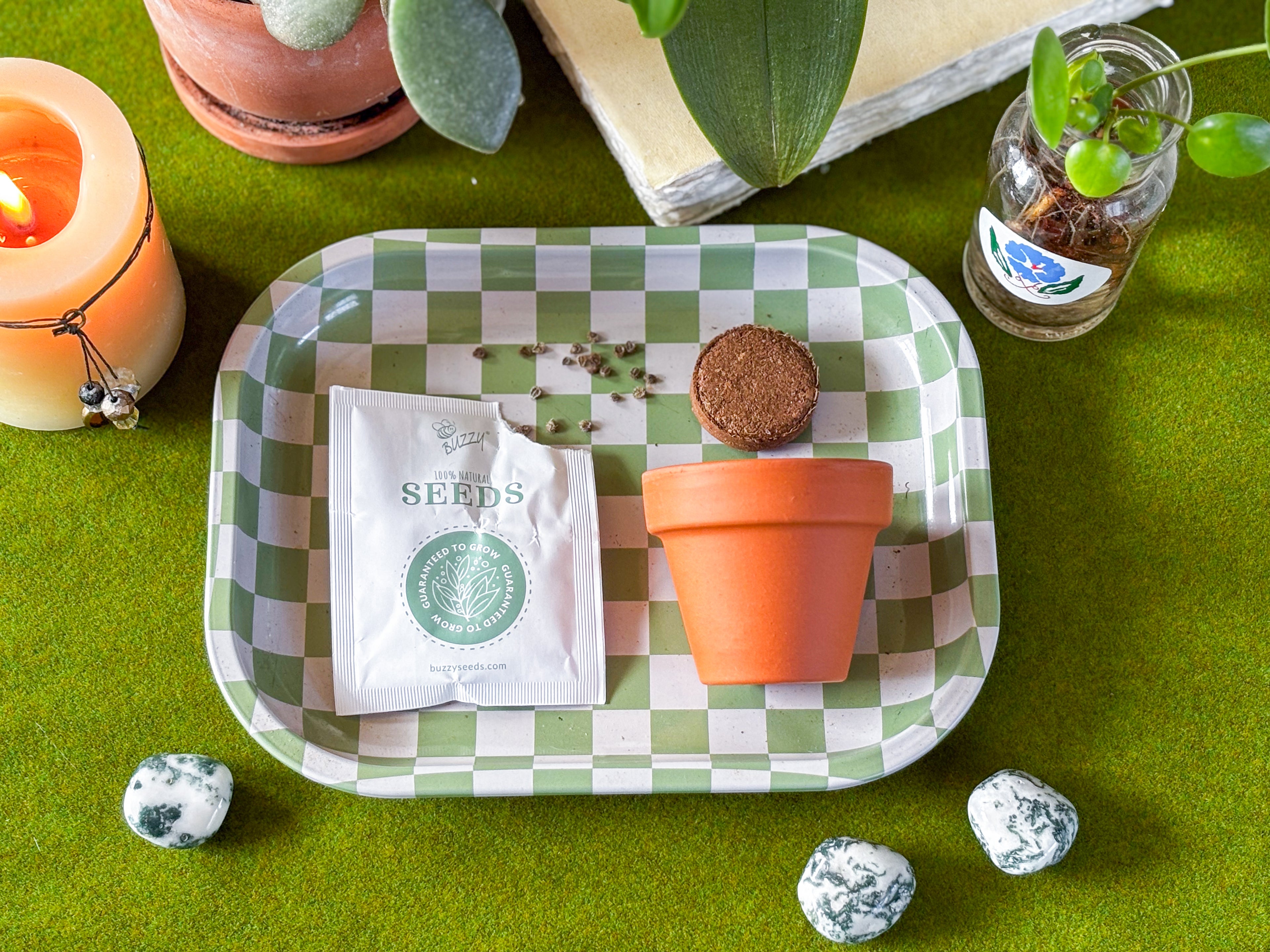 Forget Me Not Mini Grow Kit - Seeds - Gardening - Goddess Provisions