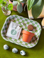 Forget Me Not Mini Grow Kit - Seeds - Gardening - Goddess Provisions