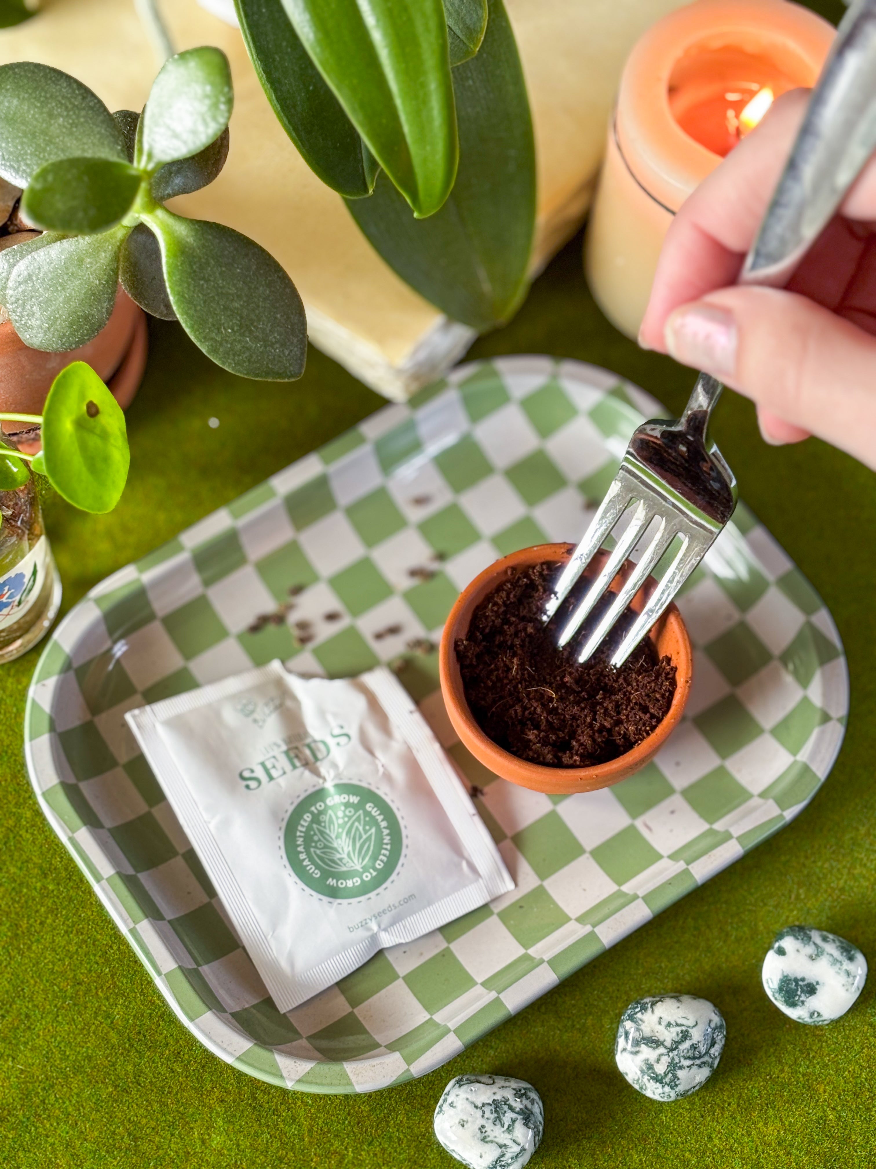 Forget Me Not Mini Grow Kit - Seeds - Gardening - Goddess Provisions