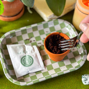 Forget Me Not Mini Grow Kit - Seeds - Gardening - Goddess Provisions