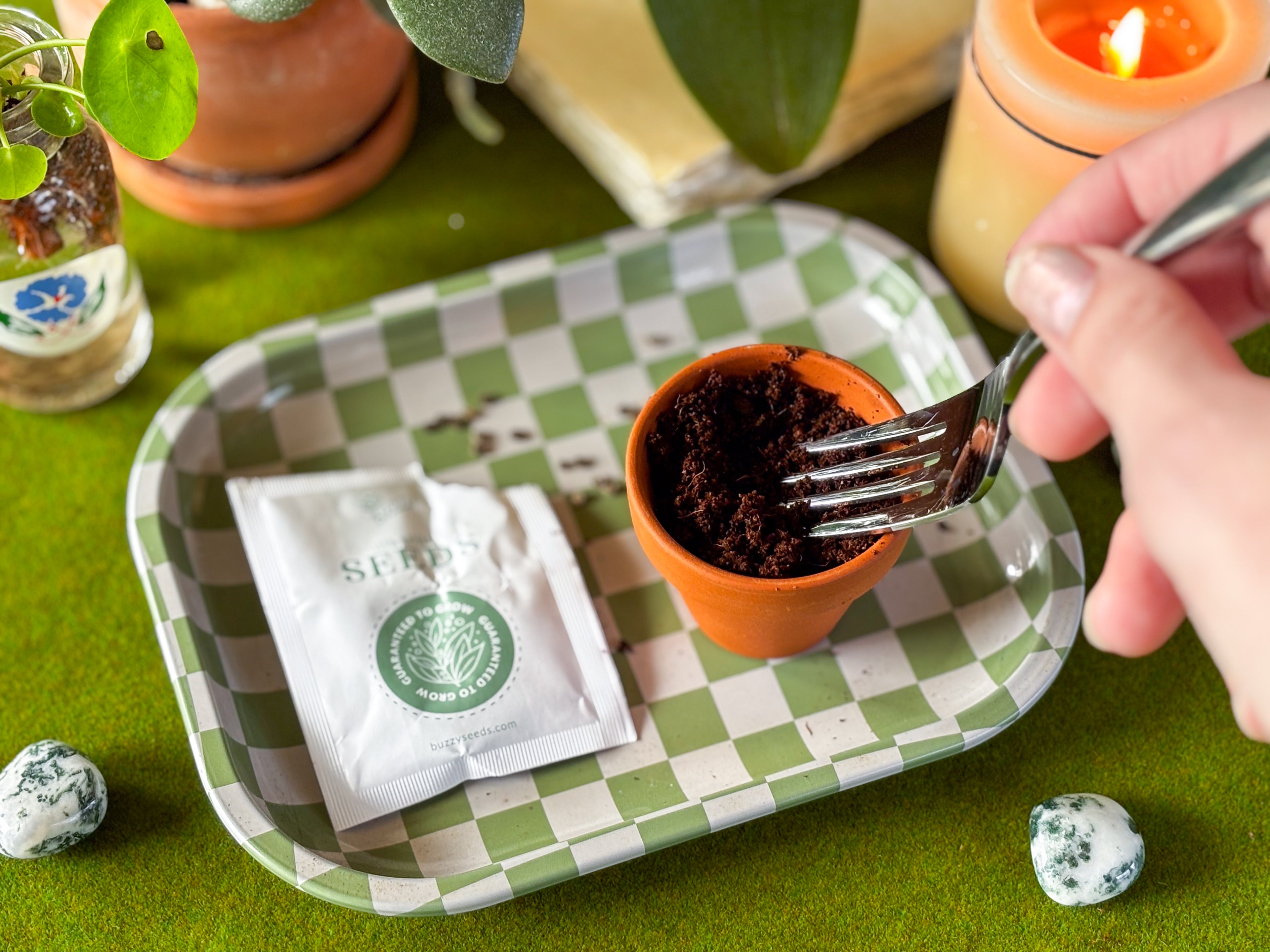 Forget Me Not Mini Grow Kit - Seeds - Gardening - Goddess Provisions