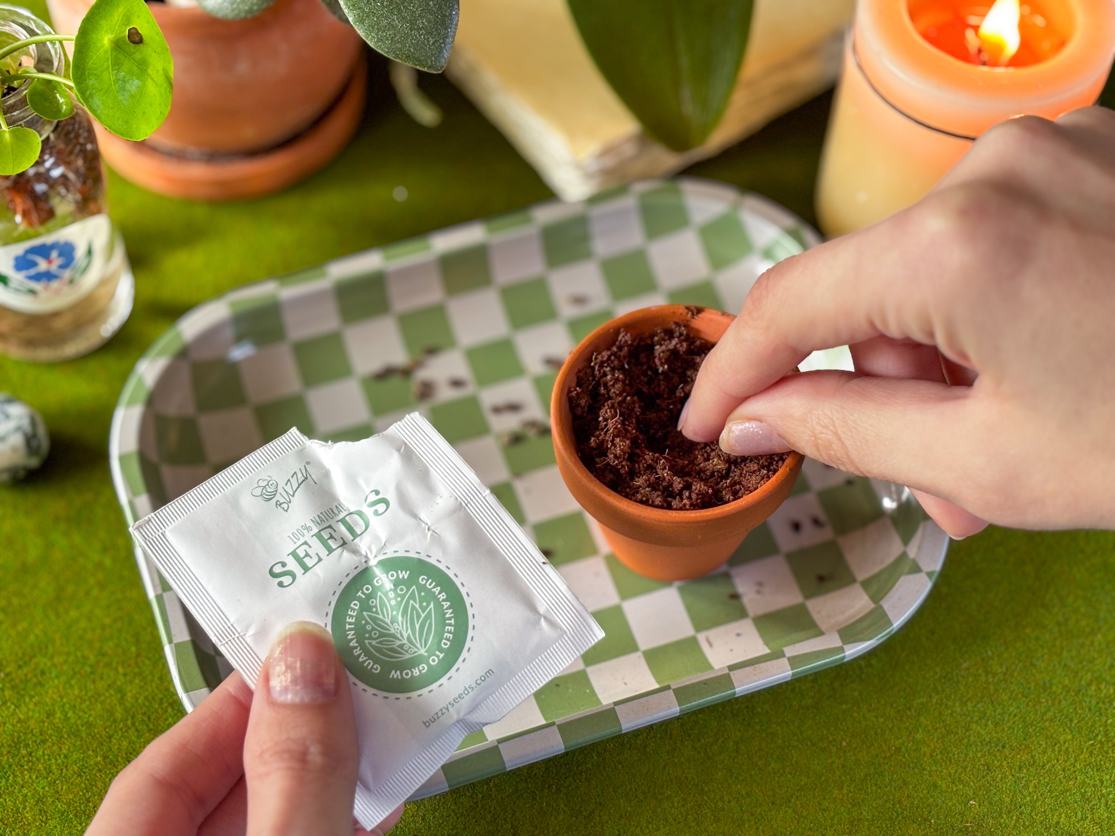 Forget Me Not Mini Grow Kit - Seeds - Gardening - Goddess Provisions