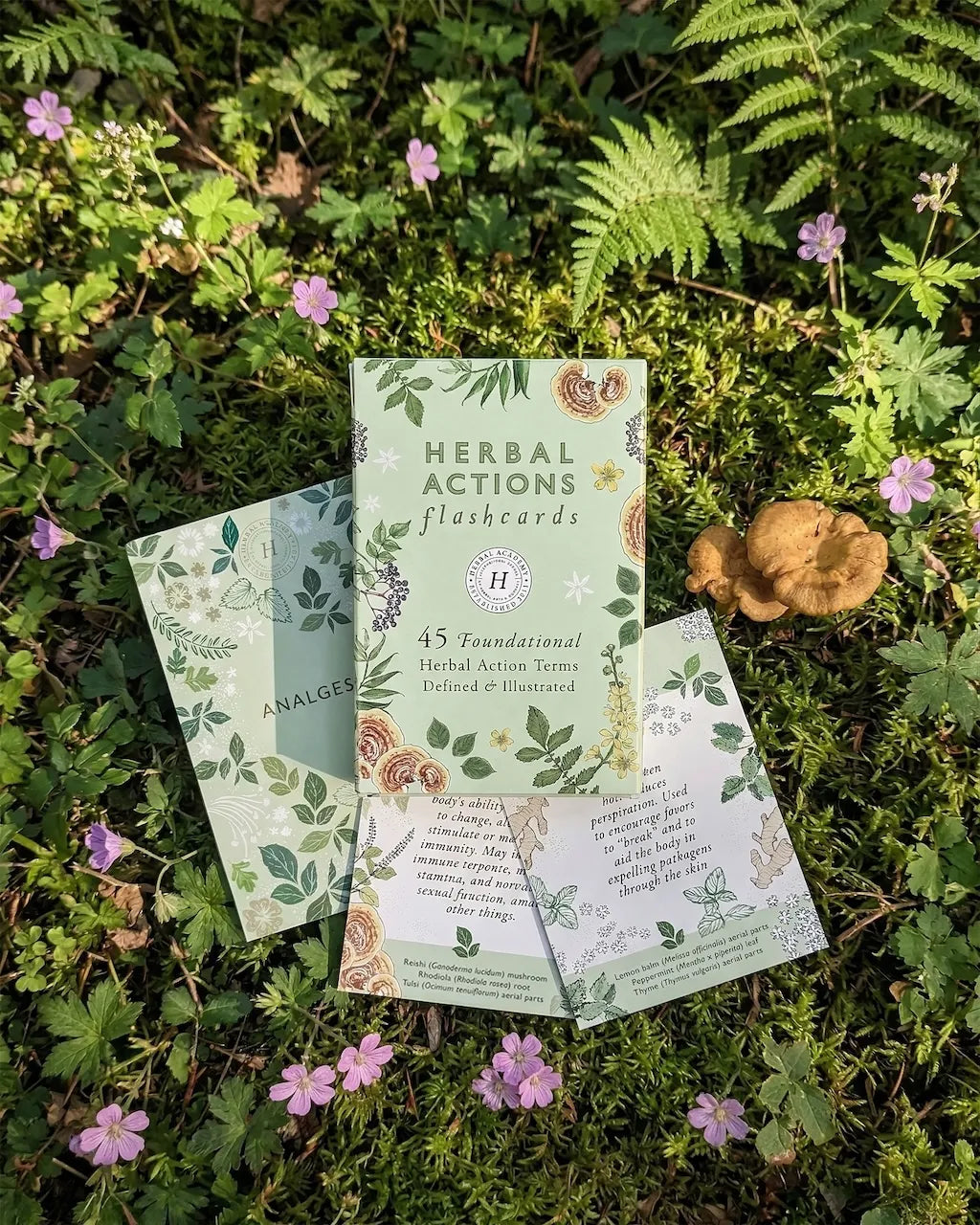 herbal actions flashcards for learning medicinal herbs and holistic wellness practices