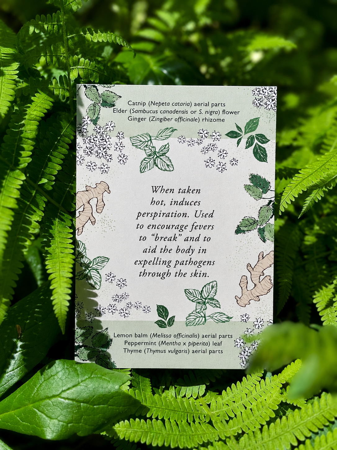 educational herbal flashcards for herbalists, plant medicine learning, and wellness studies
