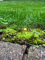 Enchant Your Garden with Handmade Mystical Woodland Mushroom Picks 🍄✨