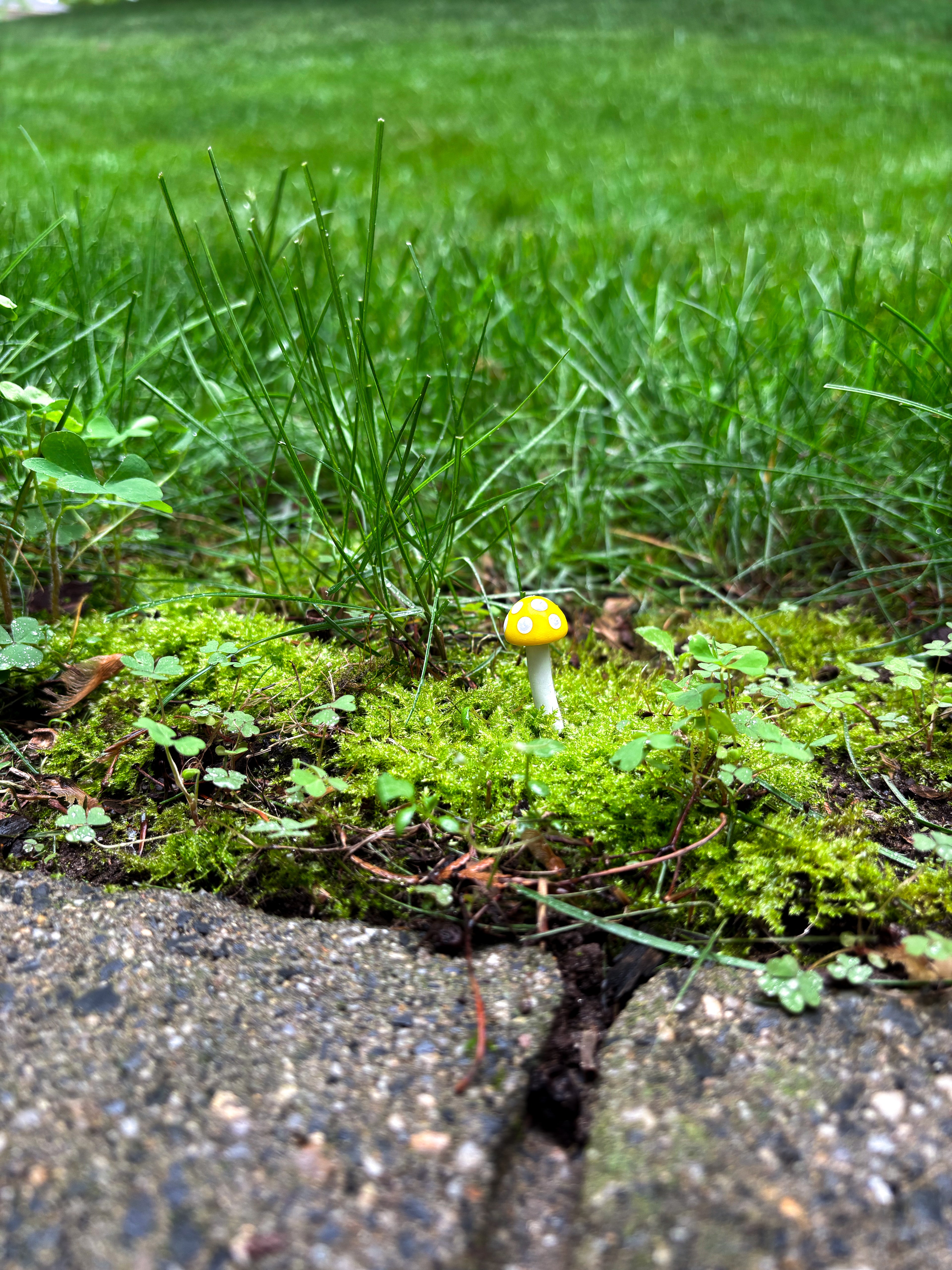 Enchant Your Garden with Handmade Mystical Woodland Mushroom Picks 🍄✨