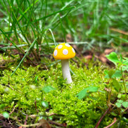Enchant Your Garden with Handmade Mystical Woodland Mushroom Picks 🍄✨