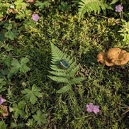 moss agate crystal for grounding, abundance, and connection to nature energy