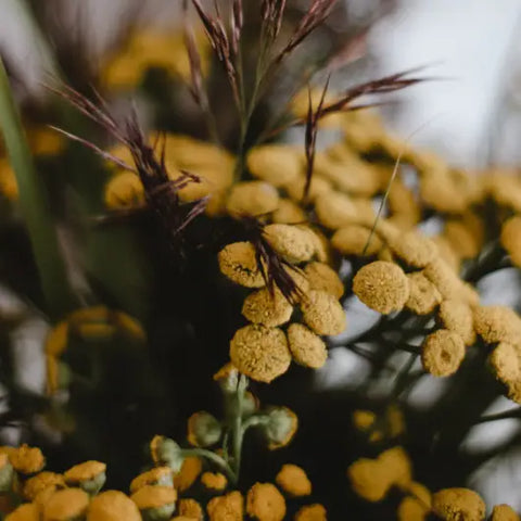 Herbs For Spellwork by Goddess Provisions