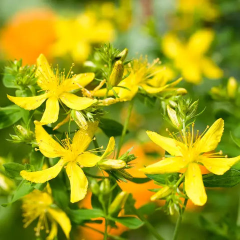 The Magic Behind Flower Essences Goddess Provisions