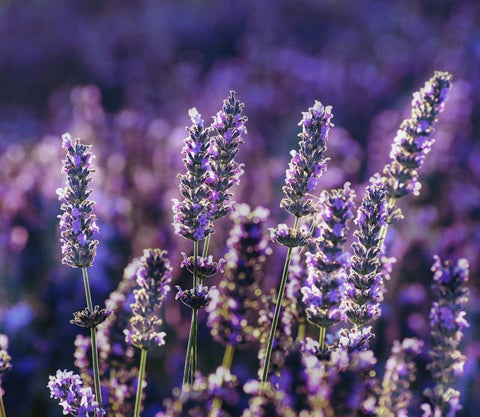 5 Herbs to Include on Your Altar