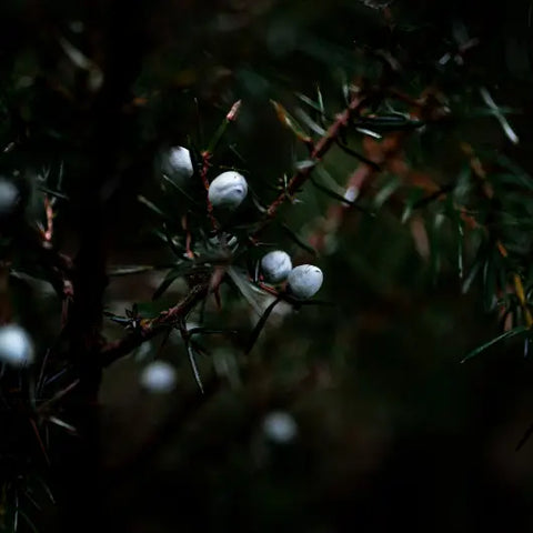 Herbs For Spellwork by Goddess Provisions