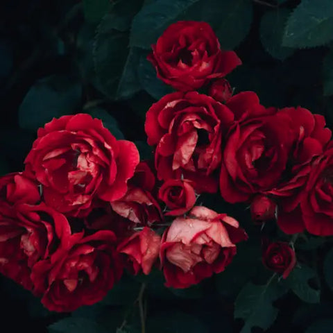 3 Ways to Use Rose Petals like a Goddess by Goddess Provisions