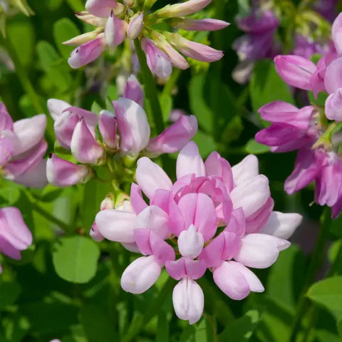 The Magic Behind Flower Essences Goddess Provisions