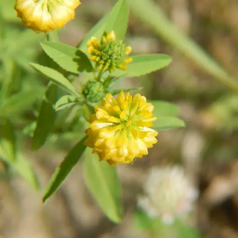 The Magic Behind Flower Essences Goddess Provisions