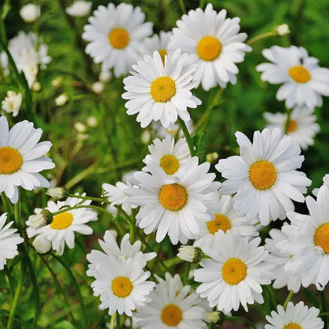 The Magic Behind Flower Essences Goddess Provisions