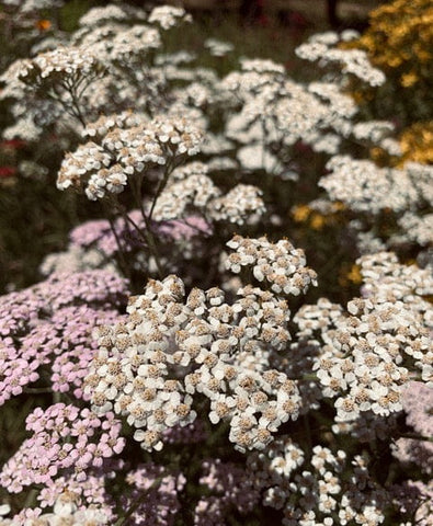 Clusters of tiny white and pink flowers with brown centers in Plant Allies for Smooth Cycles article