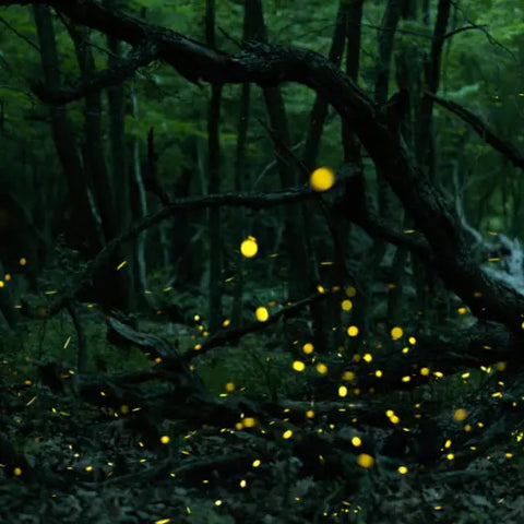 How to Feel Like a Faerie Goddess Provisions