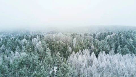 Snow-covered evergreen forest under hazy sky for solstice ritual article
