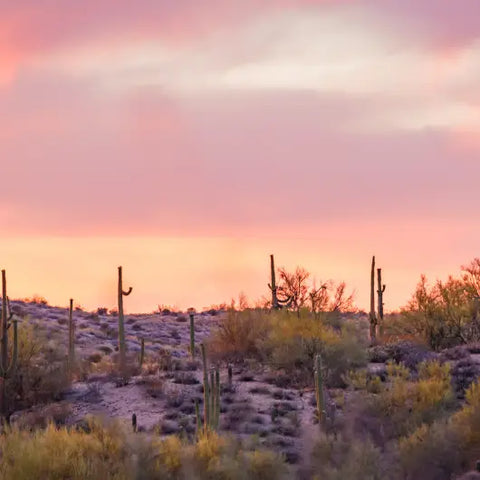Communing with Desert Magic Goddess Provisions