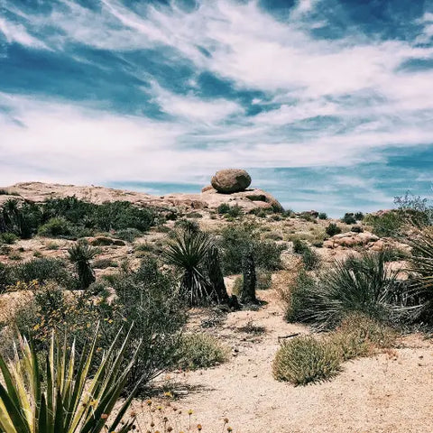 Communing with Desert Magic Goddess Provisions
