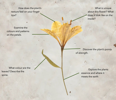 Dried yellow flower with dark streaks on petals for Trusting Your Intuition with Plant Alchemy