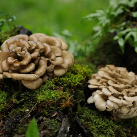 The Magic of Medicinal Mushrooms Goddess Provisions