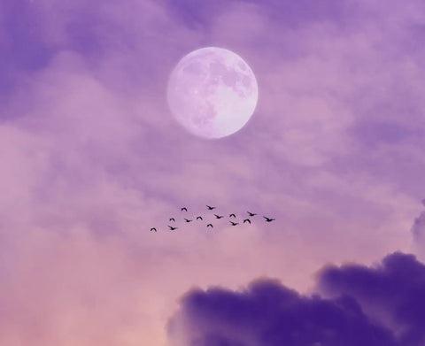 Flock of birds flying across a purple sky with a bright Moon during evening sunset