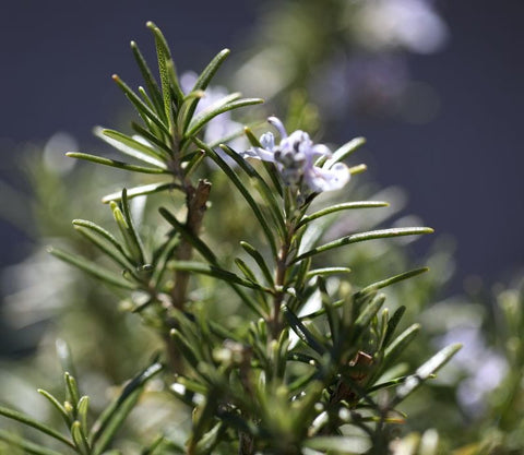 5 Herbs to Include on Your Altar