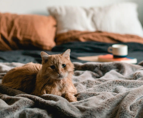 Fluffy ginger cat with watchful eyes resting during relaxation time in an article about unwinding