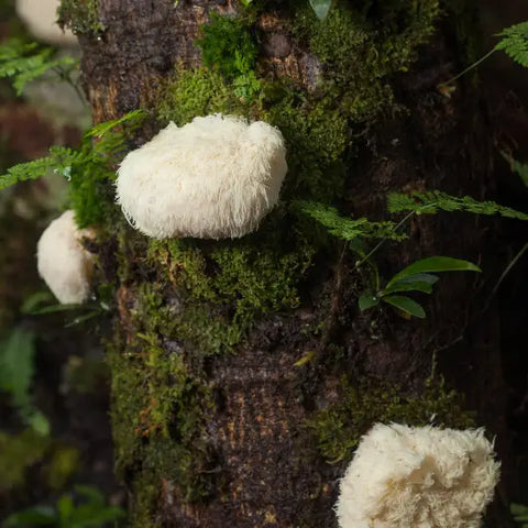The Magic of Medicinal Mushrooms Goddess Provisions