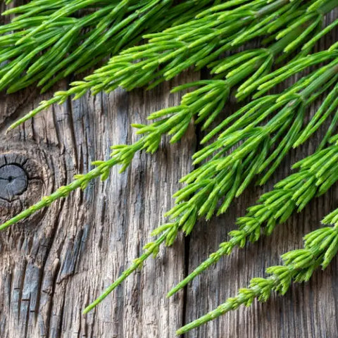 6 Herbs Known to Boost Collagen Goddess Provisions