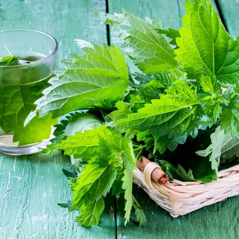 6 Herbs Known to Boost Collagen Goddess Provisions