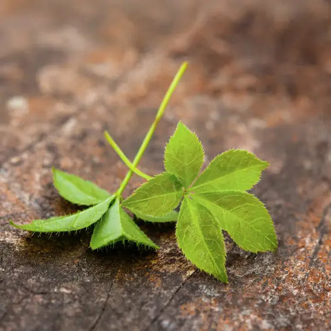 6 Herbs Known to Boost Collagen Goddess Provisions