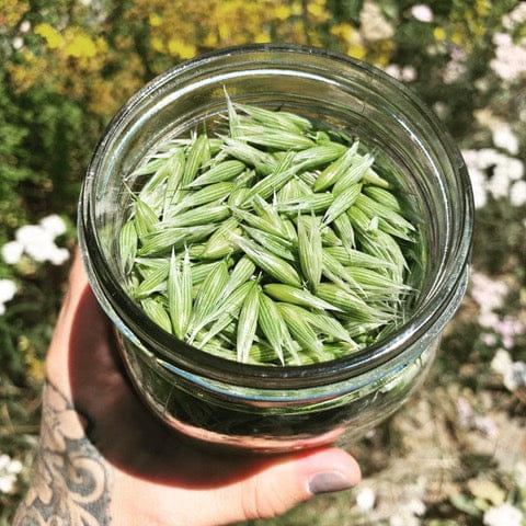 Glass jar filled with fresh green oat tops for herbal remedies in Plant Allies for Smooth Cycles article