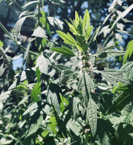 Green plant with serrated leaves and spiky stem in the Plant Allies for Smooth Cycles article