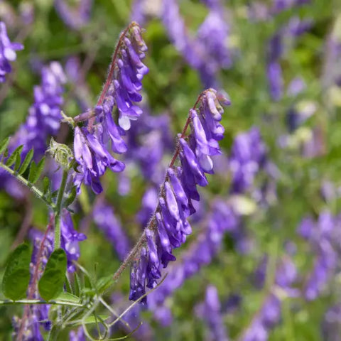 The Magic Behind Flower Essences Goddess Provisions