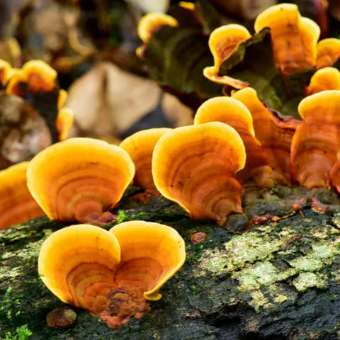 The Magic of Medicinal Mushrooms Goddess Provisions
