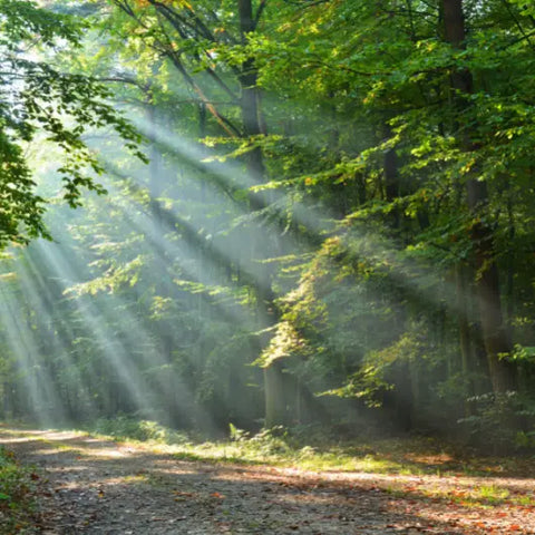 How to Bring Forest Bathing into Your Home Goddess Provisions