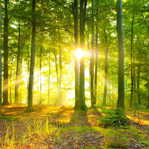 How to Bring Forest Bathing into Your Home Goddess Provisions