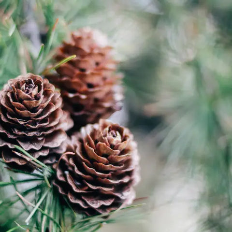How to Bring Forest Bathing into Your Home Goddess Provisions