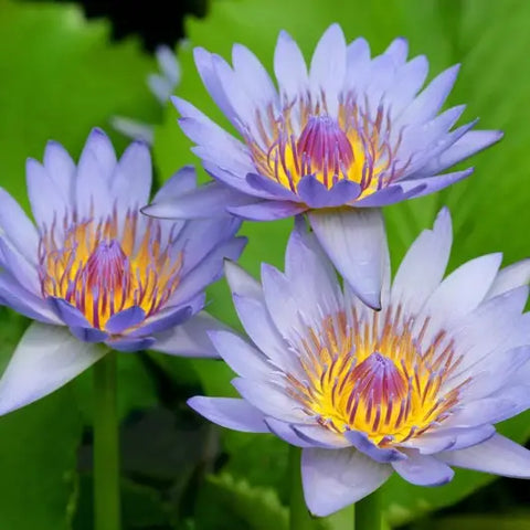 Why You Need This Ancient Egyptian Flower Goddess Provisions