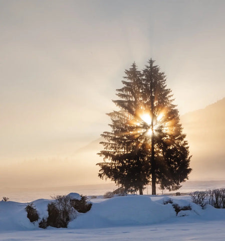 Evergreen trees with sun rays shining through snow-covered branches in winter landscape