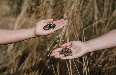 Two hands holding different types of seeds for supporting your Root Chakra