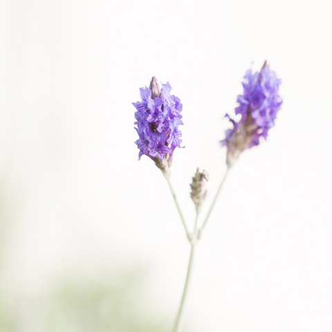 6 Evening Rituals to Sleep Like a Goddess by Goddess Provisions