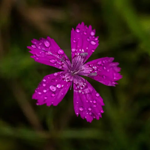 The Magic Behind Flower Essences Goddess Provisions