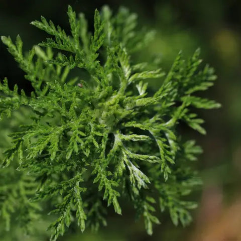 Herbs For Spellwork by Goddess Provisions
